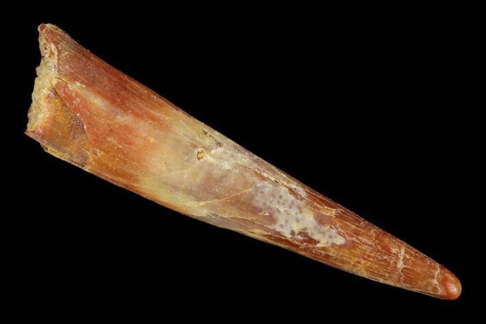 Fossil Pterosaur (Siroccopteryx) Tooth - Morocco #140691
